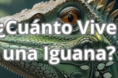 Primer plano de una iguana focalizada, recurso visual perfecto para contenidos sobre que comen las iguanas todo lo que debes saber sobre la dieta de estos fascinantes reptiles.