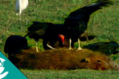 Buitres negros con cabezas rojas alimentándose de un cadáver en un pastizal que comen las iguanas verdes descubre la dieta ideal para estas fascinantes criaturas
