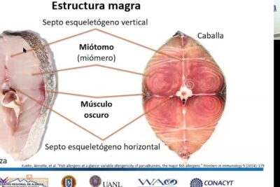 Cortes transversales de merluza y caballa mostrando miotomos, septos y músculo oscuro, que comen las langostas de rio descubre su dieta y habitos alimenticios