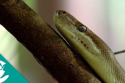 Serpiente de tonos marrones apoyada en una rama en primer plano, imagen apta para artículos sobre que comen las mantis descubre la dieta y habitos alimenticios de estos fascinantes insectos.