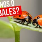 ¿Qué Comen las Mariquitas? Descubre la Dieta de Estos Adorables Insectos