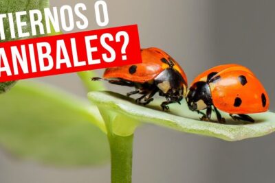 Primer plano macro de dos mariquitas rojas con manchas negras posadas en una hoja verde que comen las mariquitas descubre la dieta de estos adorables insectos.