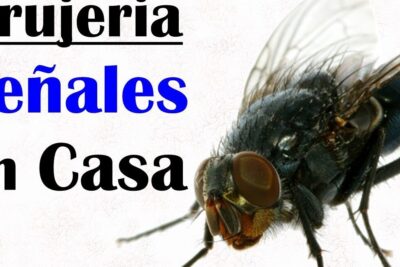 Macro de mosca doméstica con texto parcial en fondo blanco, ideal para que comen las moscas todo lo que debes saber