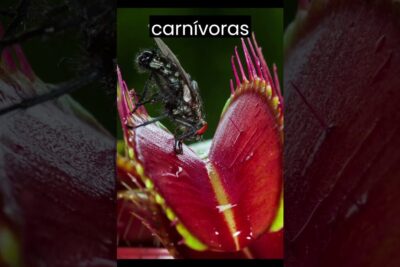 Que comen las plantas carnivoras descubre los secretos de estas fascinantes especies: primer plano de una mosca posada en la superficie roja y brillante de una trampa foliar