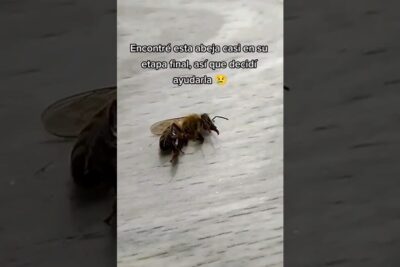 Abeja caída sobre una superficie clara, que comen las polillas manten tu ropa y alimentos a salvo