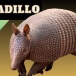 ¿Qué Comen los Armadillos? Descubre la Dieta de Estos Fascinantes Animales