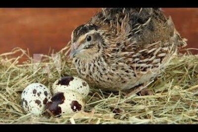Pequeña ave parda junto a huevos moteados en paja, que comen los bebes golondrina descubre la alimentacion adecuada para estas pequenas aves.
