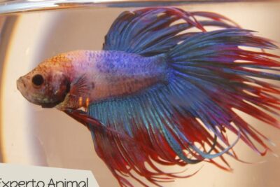 Betta azul y rojo con aletas largas nadando, que comen los bettas descubre la alimentacion ideal para tus peces