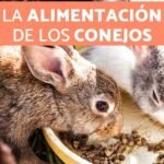 ¿Qué comen los conejos de un mes? Descubre todo lo que necesitas saber