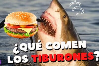 Tiburón saltando fuera del agua con una hamburguesa superpuesta y texto ¿Qué comen los tiburones?, que comen los delfines descubre la dieta de estos fascinantes mamiferos marinos