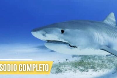 Tiburón nadando sobre fondo arenoso en aguas azules, que comen los delfines guia completa sobre la dieta de estos fascinantes mamiferos marinos