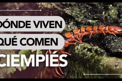 Ciempiés rojizo en primer plano sobre musgo y madera en bosque húmedo que comen los escarabajos rinoceronte descubre su dieta y habitos alimenticios