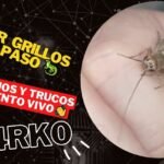 ¿Qué comen los grillos de casa? Descubre la alimentación ideal para tus pequeños insectos