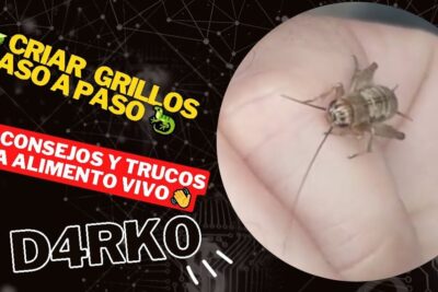 Mano sosteniendo un grillo vivo que comen los grillos de casa descubre la alimentacion ideal para tus pequenos insectos.
