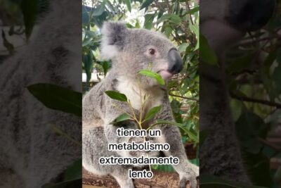 Koala comiendo hojas de eucalipto en una rama, que comen los koalas descubre la dieta de estos adorables marsupiales.