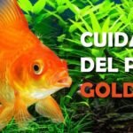 ¿Qué Comen los Koi? Descubre la Dieta Ideal para tus Peces de Estanque