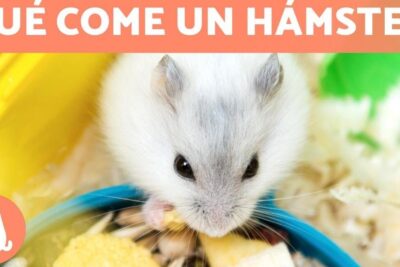 Que comen los lagartijos descubre su dieta y habitos alimenticios, hámster blanco comiendo de un cuenco entre virutas de madera