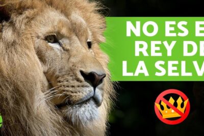 Retrato lateral de un león adulto con melena, que comen los leones descubre la dieta de los reyes de la selva.