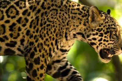 Felino grande de perfil entre la vegetación mostrando pelaje moteado y colmillos visibles que comen los osos hormigueros descubre la sorprendente dieta de estos fascinantes animales