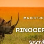 ¿Qué comen los rinocerontes? Descubre la dieta de estos majestuosos animales