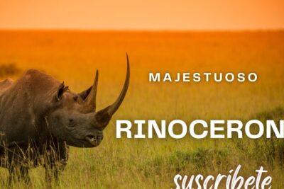 Rinoceronte en la sabana al atardecer que comen los rinocerontes descubre la dieta de estos majestuosos animales.