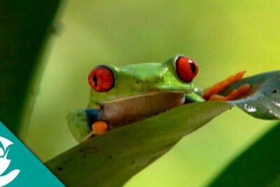 Rana de ojos rojos descansando sobre una hoja verde, que comen los sapos descubre la dieta de estos fascinantes anfibios.