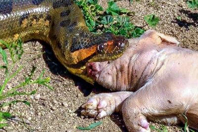 Serpiente constrictora alimentándose de un lechón en el suelo, que comen los simios descubre la alimentacion de nuestros parientes mas cercanos en la naturaleza