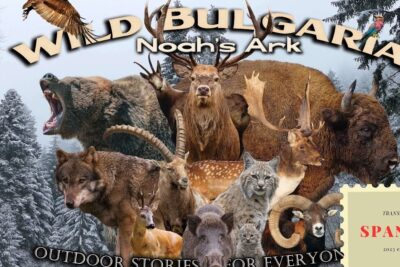 Collage de fauna forestal en invierno con ciervo, oso, bisonte, lobo y lince, que comen los urogallos descubre las preferencias alimenticias de estas fascinantes aves
