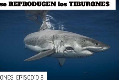 Tiburón nadando en aguas profundas que comen los viviparos descubre la alimentacion de los animales que dan a luz a crias vivas