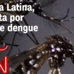 ¿Qué Comen los Zancudos y Cuál es su Impacto en la Salud Humana?