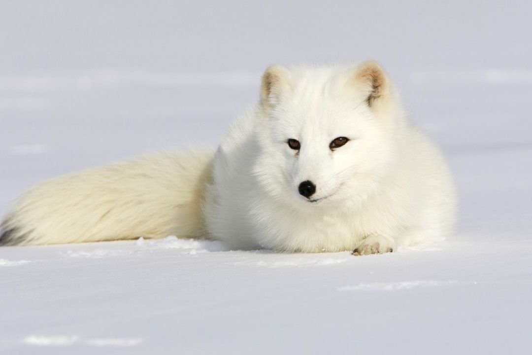 Zorro ártico blanco descansando en la nieve, que consecuencias tendria la extincion del zorro artico