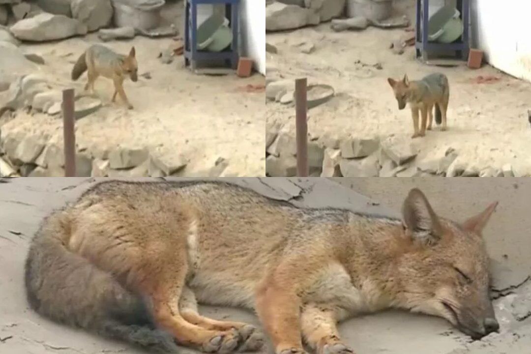 Zorro caminando y luego descansando en terreno rocoso y arenoso que invita a cuestionar que consecuencias traeria la extincion del zorro.
