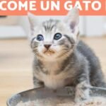 ¿Qué deben comer los gatitos de un mes para su correcto desarrollo?