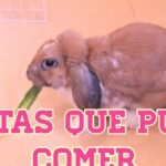 ¿Qué frutas comen los conejos?