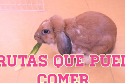 Conejo marrón con orejas caídas mordiendo una rodaja verde en el suelo, que frutas comen los conejos