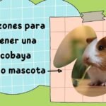 ¿Qué frutas comen los cuyos?: Descubre la alimentación ideal para tus mascotas