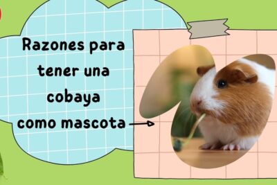 Cobaya mordisqueando una hoja, que frutas comen los cuyos descubre la alimentacion ideal para tus mascotas.