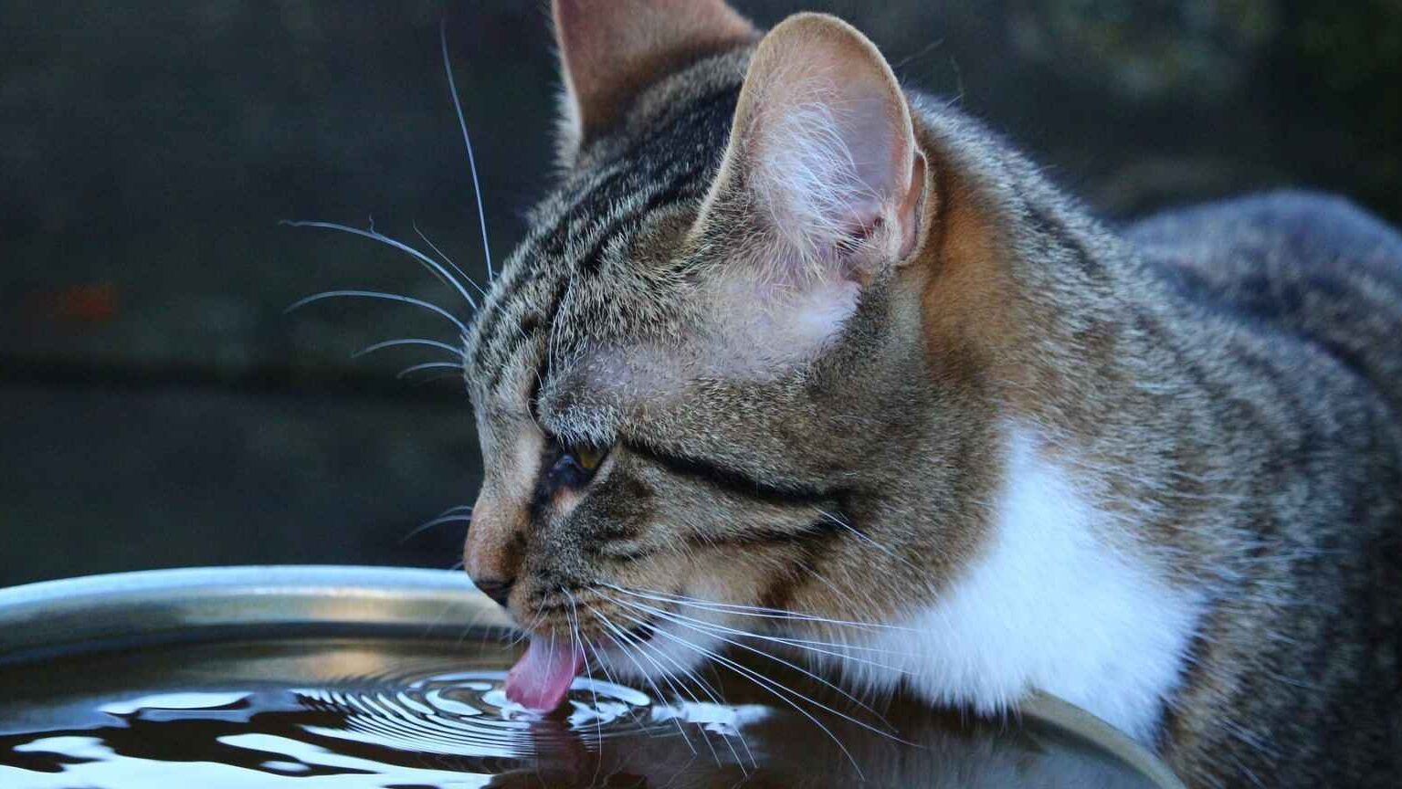 Gato atigrado lamiendo agua en un cuenco que hacer cuando tu gato duerme mucho y no come consejos utiles