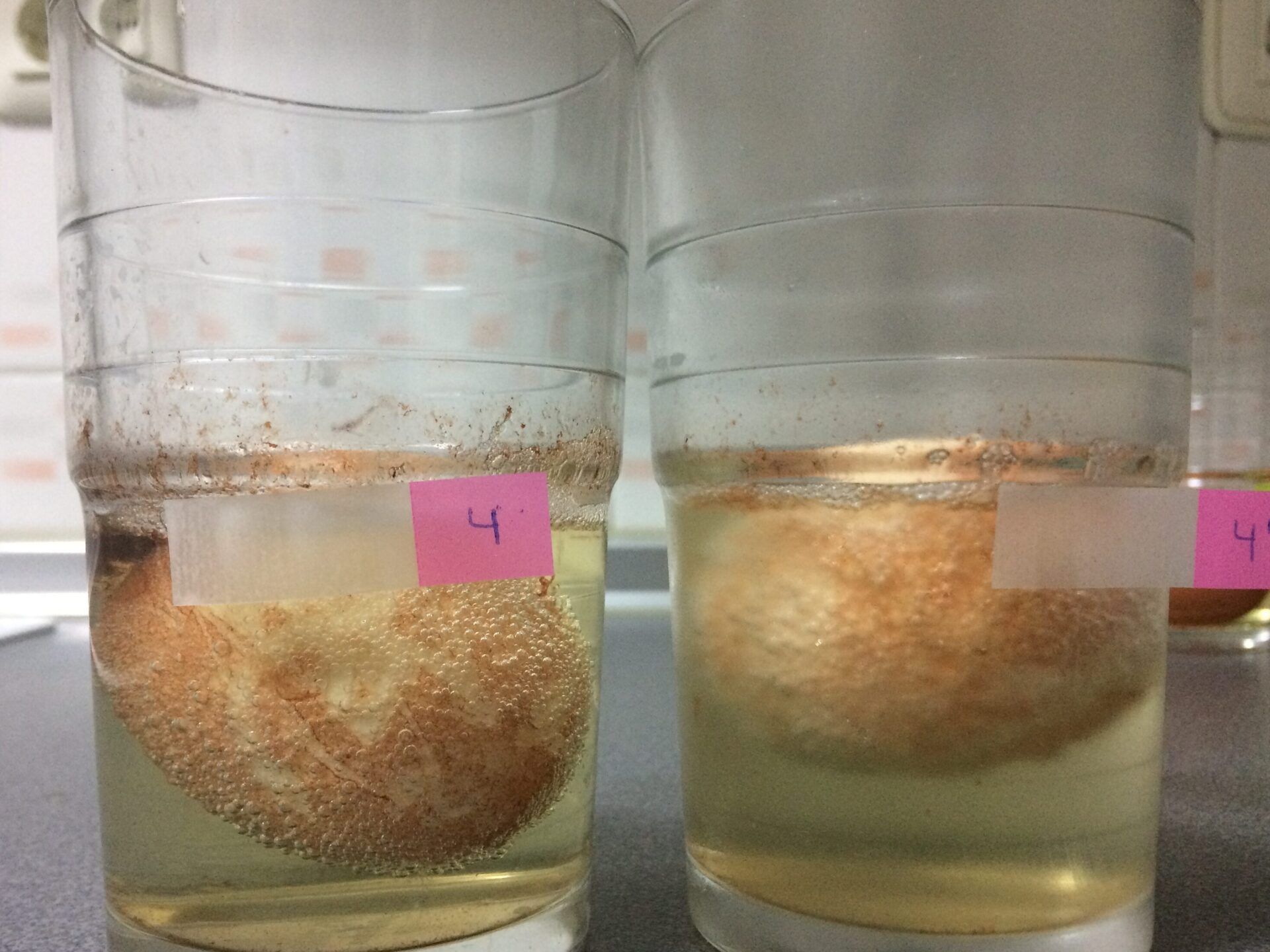 Huevo sumergido en vaso con líquido claro y burbujas adheridas a la cáscara que ocurre al poner un huevo en vinagre descubre la respuesta aqui