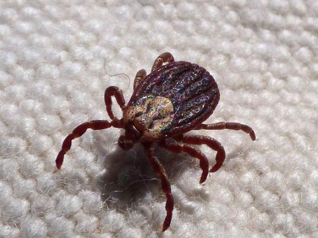 Garrapata en primer plano sobre superficie textil, que ocurre si arrancas una garrapata de tu perro descubre la respuesta aqui