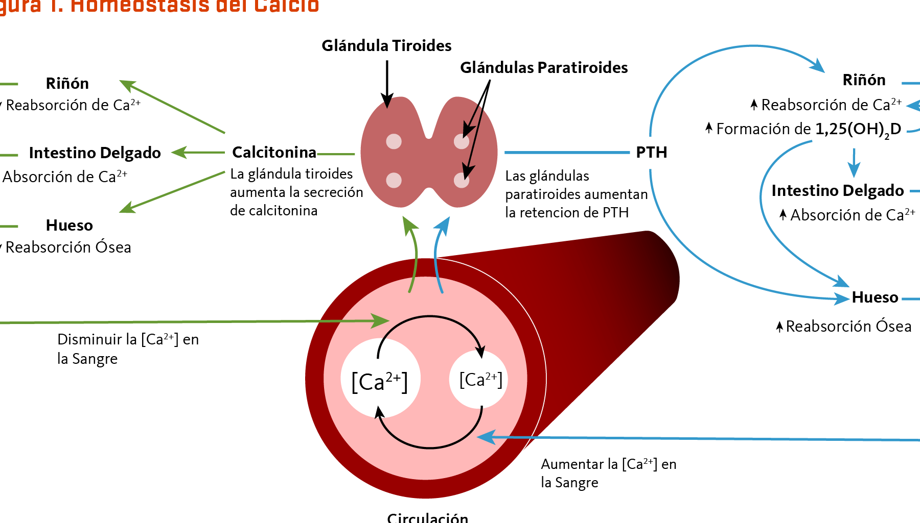Diagrama de homeostasis del calcio con glándula tiroides, paratiroides, PTH, calcitonina, riñón, intestino y hueso que plantea que ocurre si kc es igual a kp en uk