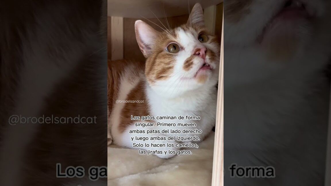 Gato naranja y blanco recostado en un nicho doméstico mirando hacia arriba, que ocurre si le cortas los bigotes a un gato recien nacido descubre las consecuencias aqui.