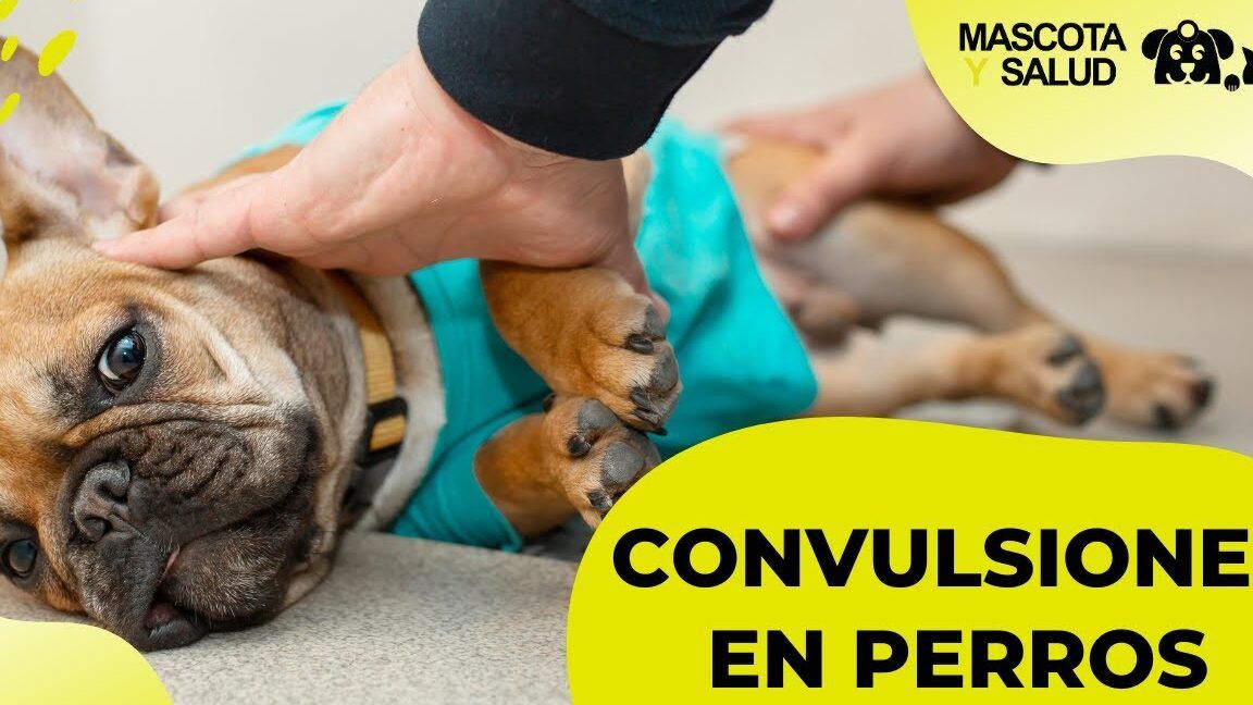Perro tumbado en el suelo con una mano apoyada en su cabeza y texto informativo sobre convulsiones que pasa si abro los ojos de un cachorro descubre las consecuencias aqui
