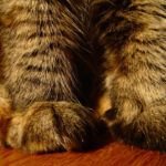 ¿Qué pasa si cortas las uñas de un gato? Descubre las consecuencias aquí