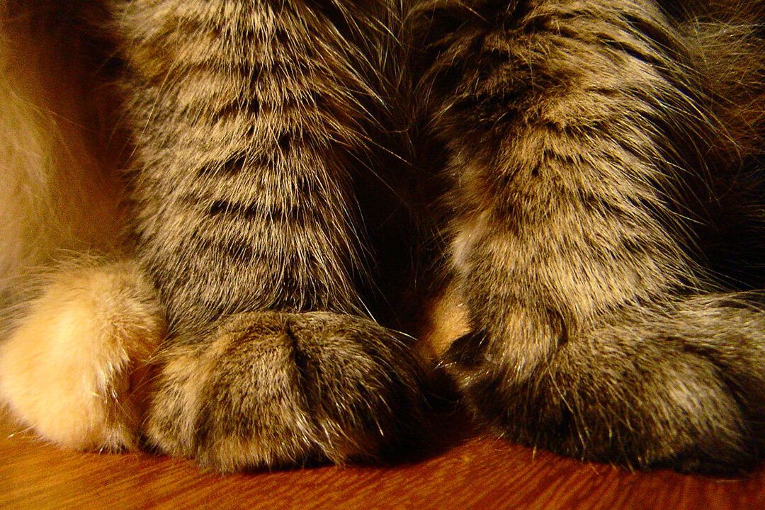 Patas peludas de gato en primer plano que pasa si cortas las unas de un gato descubre las consecuencias aqui 1