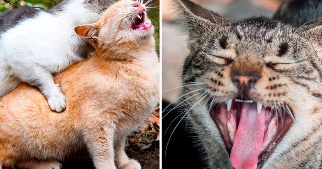 Dos gatos vocalizando y un primer plano de un gato con bigotes visibles, que pasa si cortas los bigotes de un gato adulto descubre las consecuencias aqui