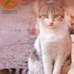 ¿Qué pasa si cortas los bigotes de un gato bebé? Descubre las consecuencias aquí