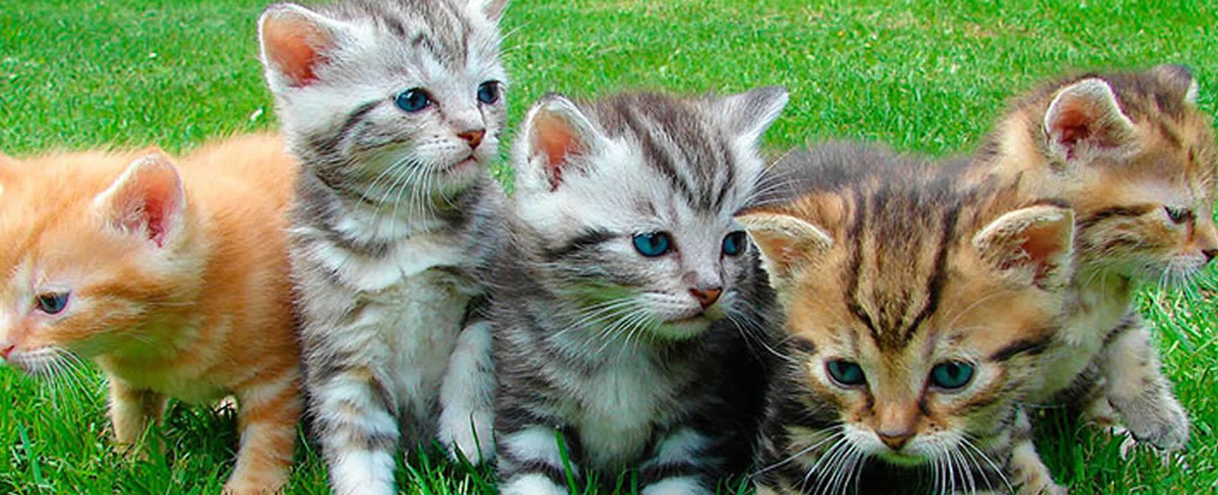 Varios gatitos jóvenes sobre hierba verde mirando a su alrededor que pasa si cortas los bigotes de un gato joven descubre la respuesta aqui