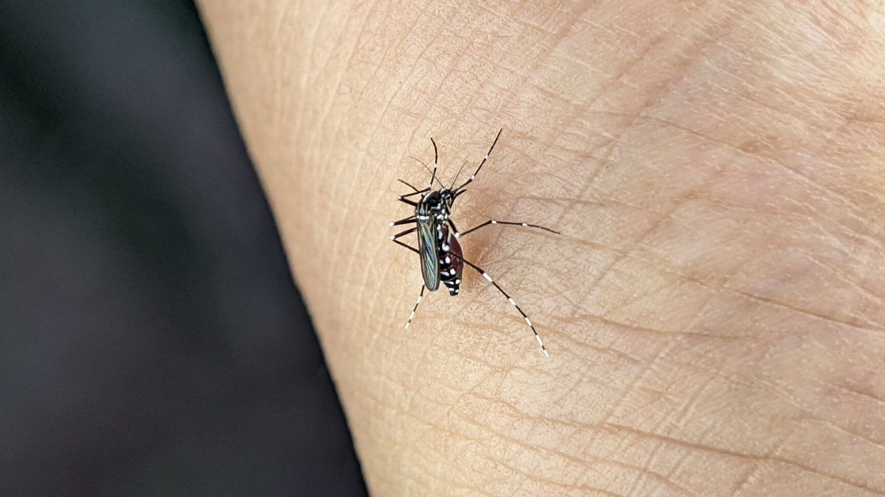 Que pasa si el zancudo pica descubre las consecuencias de sus picaduras en un primer plano de mosquito posado sobre la piel