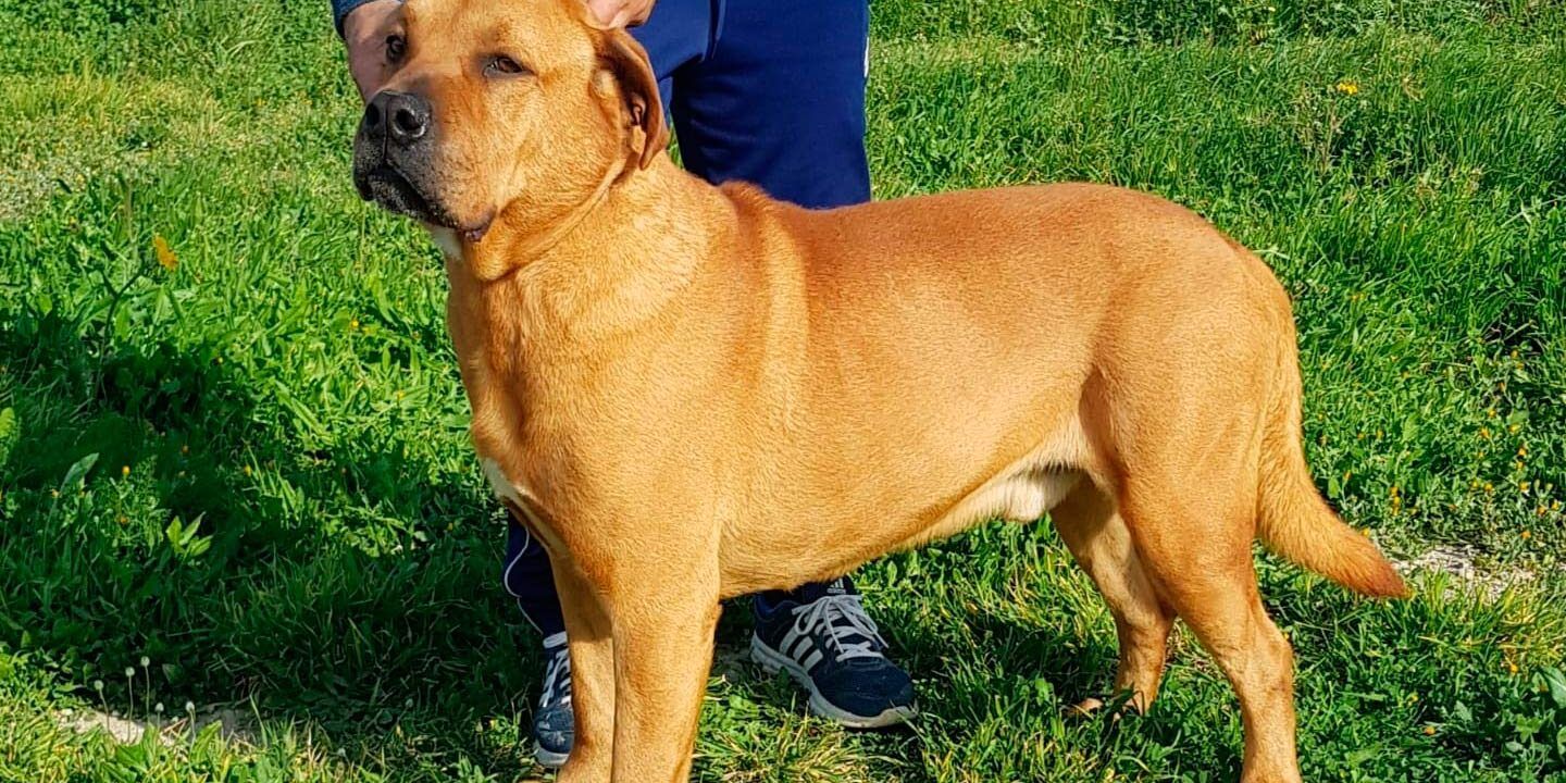 Perro adulto de pelaje canela y cola intacta de pie sobre césped junto a una persona, que pasa si le cortas la cola a un perro descubre las consecuencias aqui